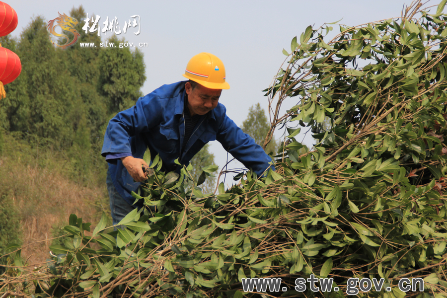 一棵樹的戲——松桃城區(qū)道路白改黑及景觀改造工程紀實