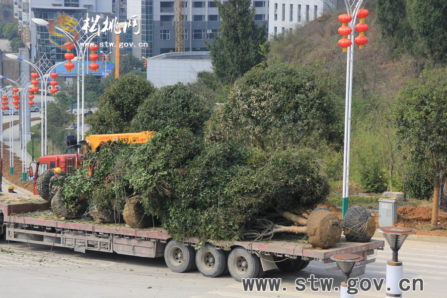 一棵樹的戲——松桃城區(qū)道路白改黑及景觀改造工程紀(jì)實