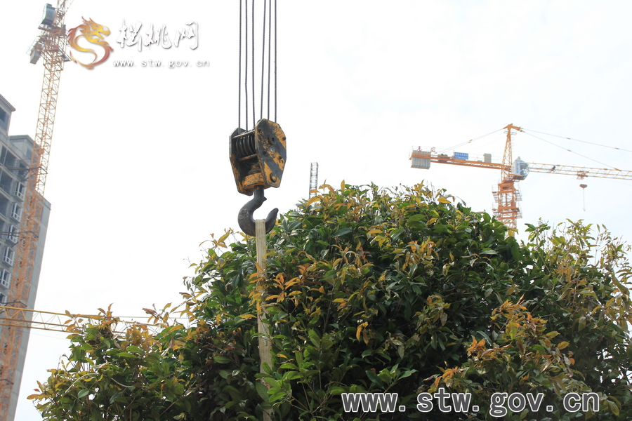 一棵樹的戲——松桃城區(qū)道路白改黑及景觀改造工程紀(jì)實(shí)