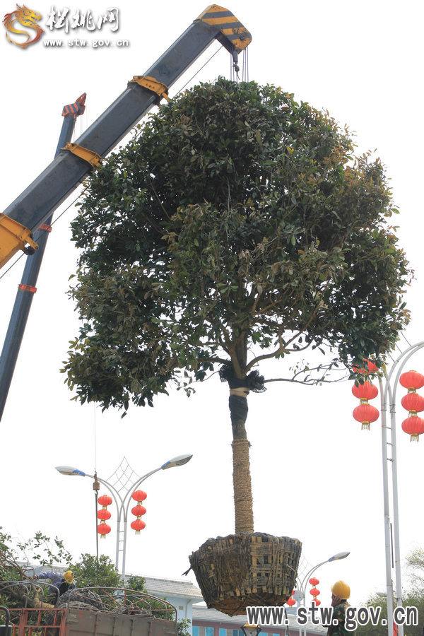一棵樹的戲——松桃城區(qū)道路白改黑及景觀改造工程紀(jì)實