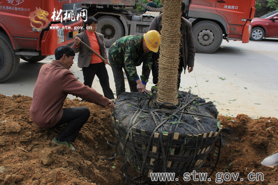 一棵樹的戲——松桃城區(qū)道路白改黑及景觀改造工程紀實