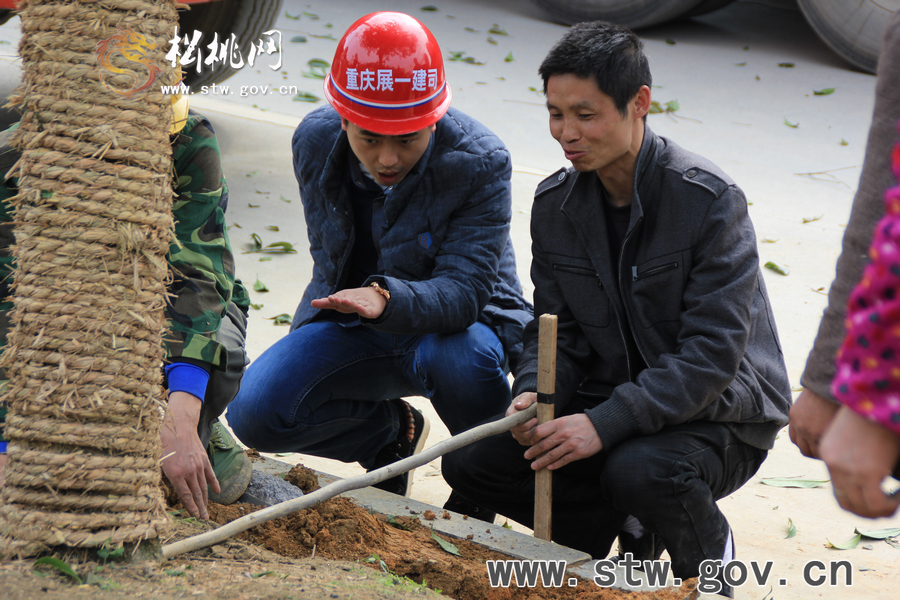 一棵樹的戲——松桃城區(qū)道路白改黑及景觀改造工程紀(jì)實(shí)