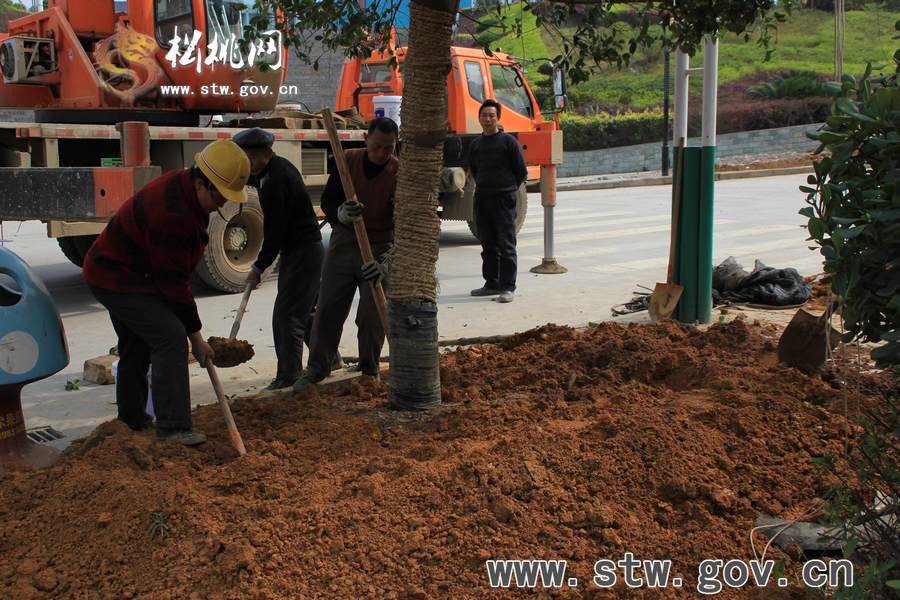 一棵樹的戲——松桃城區(qū)道路白改黑及景觀改造工程紀(jì)實(shí)