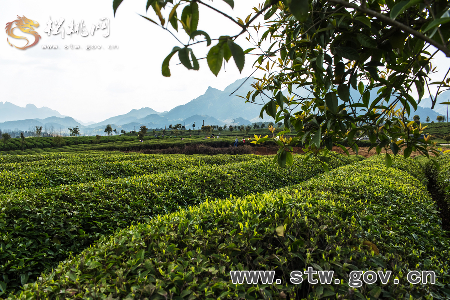 普覺(jué)茶園風(fēng)光