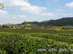 普覺茶園風(fēng)光