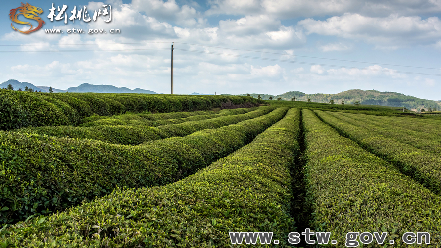 普覺(jué)茶園風(fēng)光