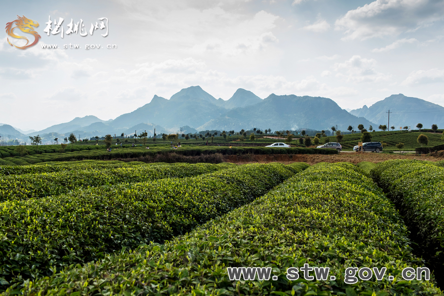 普覺茶園風(fēng)光