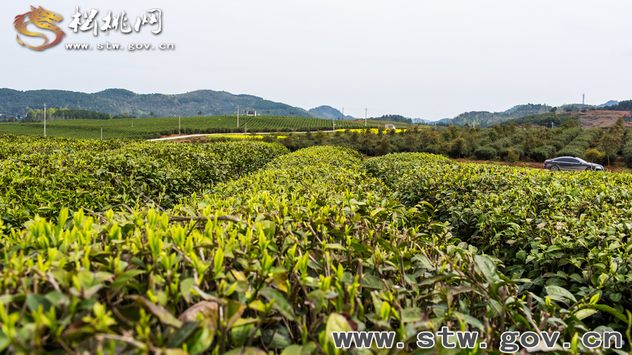 普覺茶園風光