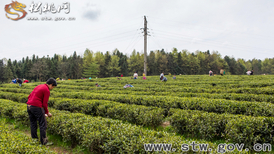 普覺(jué)茶園風(fēng)光