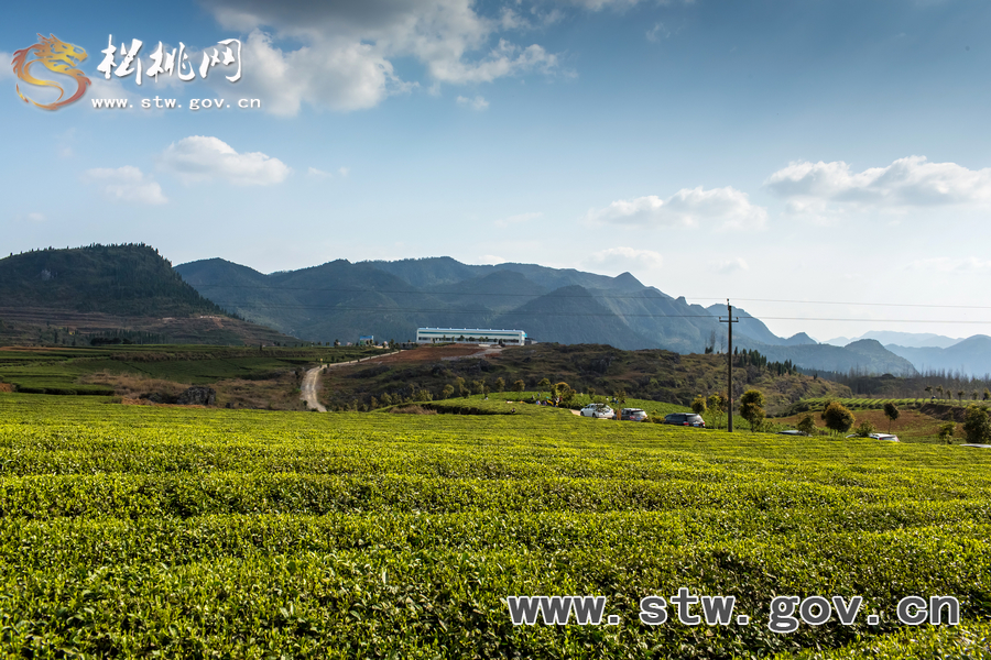 普覺(jué)茶園風(fēng)光