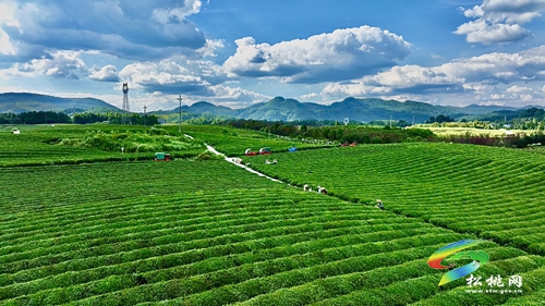 【大美苗鄉(xiāng)新松桃 農旅相融】普覺鎮(zhèn)：以“茶”為基 鄉(xiāng)村旅游釋放新活力