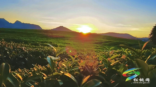 【大美苗鄉(xiāng)新松桃 農旅相融】普覺鎮(zhèn)：以“茶”為基 鄉(xiāng)村旅游釋放新活力