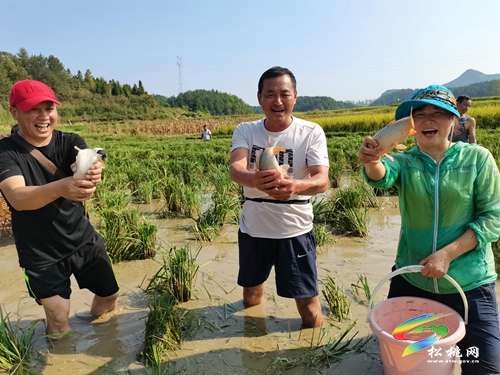盤石鎮(zhèn)：稻魚雙豐收