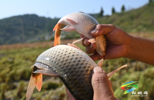 盤石鎮(zhèn)：稻魚雙豐收