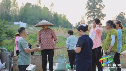 【美麗富裕新松桃】大路鎮(zhèn)：種植紅辣椒 收獲甜笑顏
