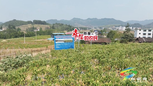 【美麗富裕新松桃】大路鎮(zhèn)：種植紅辣椒 收獲甜笑顏