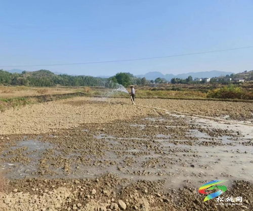 大坪場鎮(zhèn)：全力搶抓油菜種植，打響抗旱保種主動戰(zhàn)