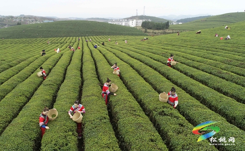 正在公示！正大鎮(zhèn)擬入選全國“一村一品”示范村鎮(zhèn)