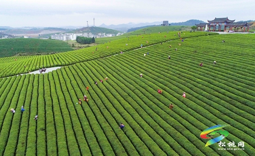 正在公示！正大鎮(zhèn)擬入選全國“一村一品”示范村鎮(zhèn)