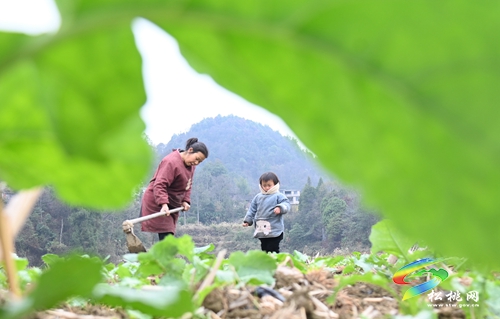 長坪鄉(xiāng)：油菜管護(hù)正當(dāng)時(shí)