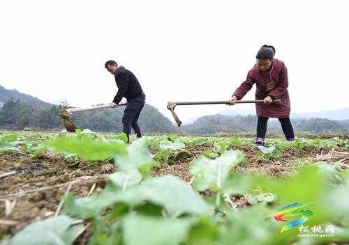 長坪鄉(xiāng)：油菜管護(hù)正當(dāng)時(shí)
