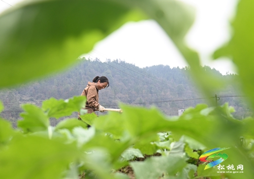 長坪鄉(xiāng)：油菜管護(hù)正當(dāng)時(shí)
