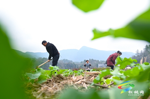 長坪鄉(xiāng)：油菜管護(hù)正當(dāng)時(shí)
