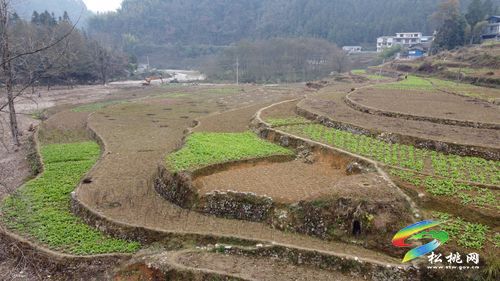 冷水溪鎮(zhèn)：推進高標(biāo)準(zhǔn)農(nóng)田建設(shè)?提高糧食生產(chǎn)能力