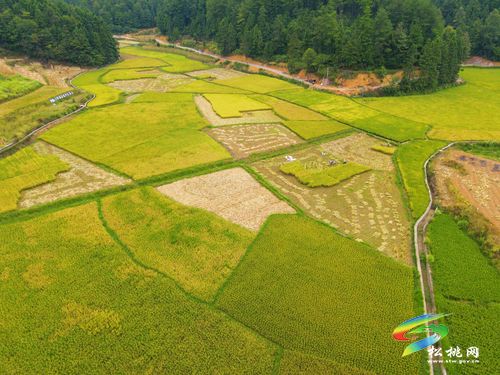 甘龍鎮(zhèn)：創(chuàng)新發(fā)展思路助力鄉(xiāng)村振興