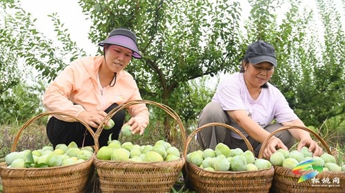 世昌街道：李子成熟采收忙