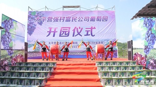 太平營街道：巨峰葡萄喜豐收 果香四溢引客來