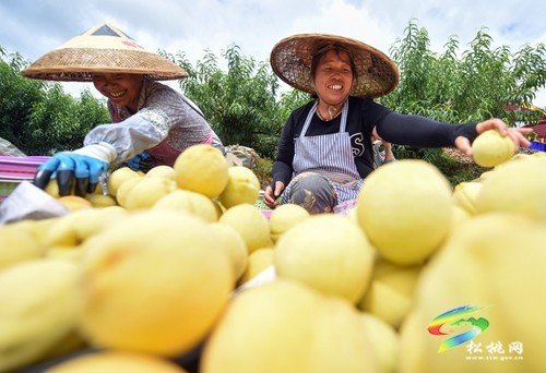 松桃：網(wǎng)紅達(dá)人齊助農(nóng) 云端銷售促增收