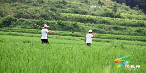 松桃：五座水庫(kù)為水稻“解渴”