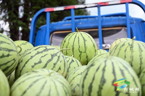 大坪場鎮(zhèn)：西瓜成熟采摘忙 增收致富產(chǎn)業(yè)興