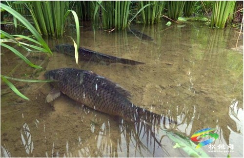 黃板鎮(zhèn)：稻香魚肥鄉(xiāng)村美，綠色生態(tài)促增收