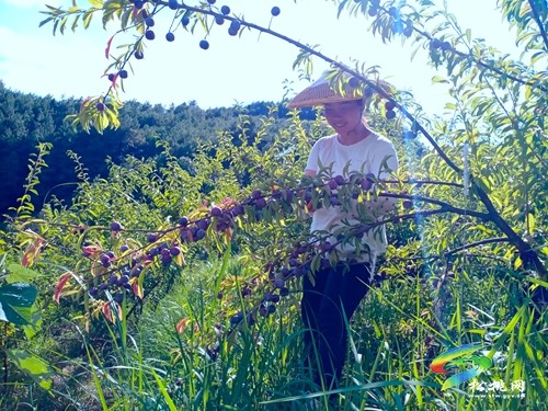 甘龍鎮(zhèn)：“脆紅李”豐收助民富