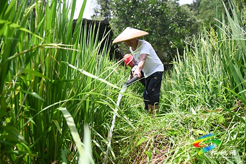 松桃供電局：全力服務(wù)抗旱保電保障農(nóng)田灌溉