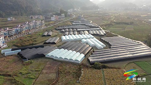 孟溪鎮(zhèn)：哈密瓜如期上市“甜蜜”熱銷