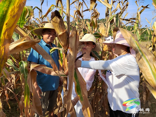 大坪場鎮(zhèn)：多措并舉，凝心聚力抗旱保民生