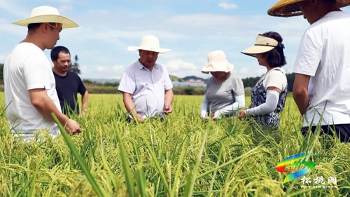 盯牢每塊田　用好每滴水 ——松桃全力以赴抗大旱保秋收