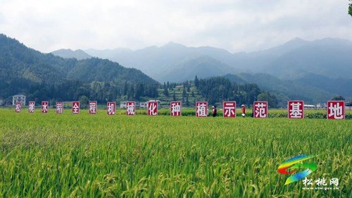 盯牢每塊田　用好每滴水 ——松桃全力以赴抗大旱保秋收