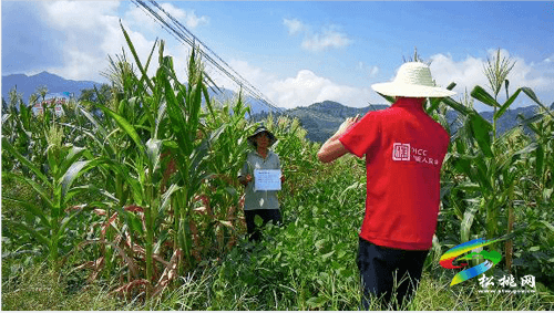 盯牢每塊田　用好每滴水 ——松桃全力以赴抗大旱保秋收