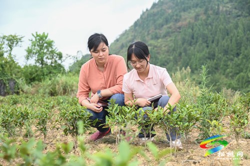 松桃：千方百計(jì)為經(jīng)濟(jì)作物“解渴”