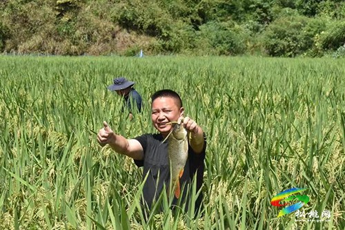 黃板鎮(zhèn)：發(fā)展稻花魚帶領群眾增收致富
