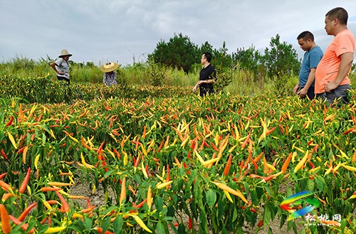 甘龍鎮(zhèn)：黨建引領(lǐng)“七個(gè)一”，推進(jìn)強(qiáng)村富民公司實(shí)體化運(yùn)行