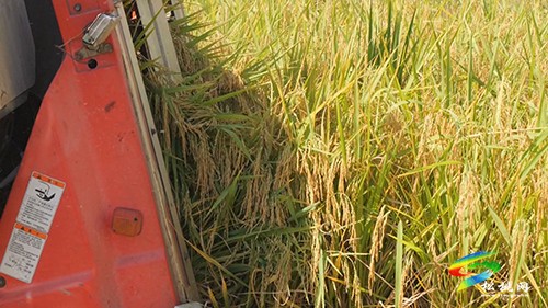 普覺鎮(zhèn)：全程機械化高產(chǎn)示范田喜迎豐收