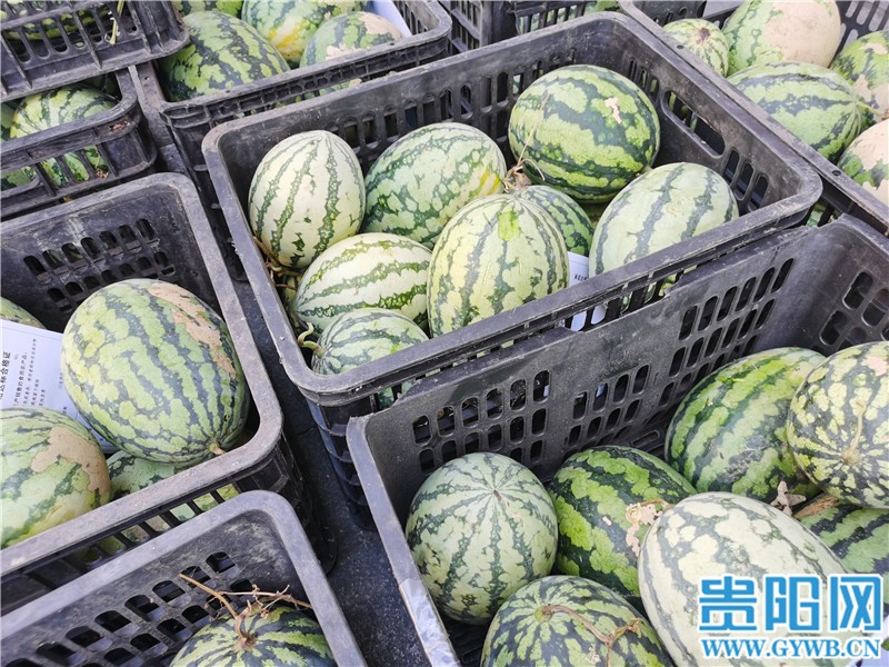 持續(xù)更新 | 直擊花果園物資分發(fā)