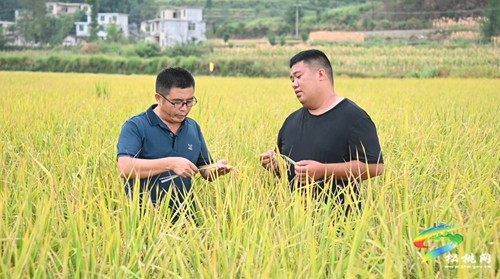 稻谷黃，秋收忙，盤石鎮(zhèn)精品水稻迎來收獲季