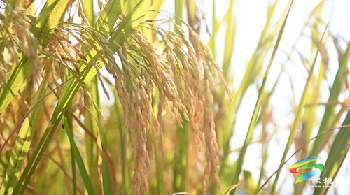 稻谷黃，秋收忙，盤石鎮(zhèn)精品水稻迎來收獲季