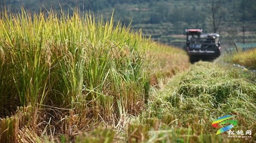 稻谷黃，秋收忙，盤石鎮(zhèn)精品水稻迎來收獲季